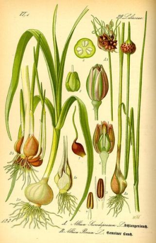 Leek - Allium porrum - Лук-порей